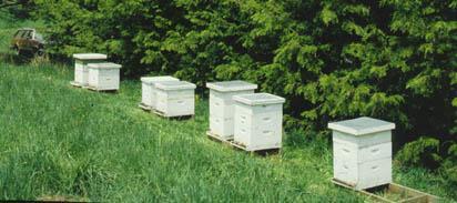 Apiary Location Face south or south-east Colonies should be well