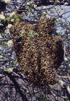 Techniques to Start a Hive of Bees Methods to Obtain a Colony of Honey Bees 1 - Buy an established hive 2 -