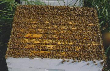 Buying an Established Hive Not a technique recommended for the beginner Large colonies are more difficult to handle Price can be an