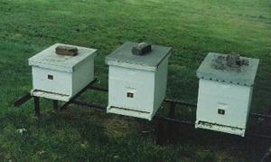 Factors to Consider When Buying an Established Hive Honey bee colonies must be inspected by state inspectors for disease