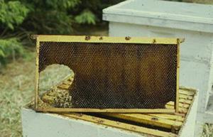 Factors to Consider When Buying an Established Hive Equipment condition - should be in good