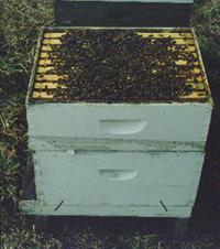 Factors to Consider When Buying an Established Hive Colony populations change during the