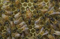 Factors to Consider When Buying an Established Hive Besides a good population of workers, a