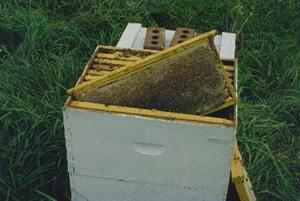The other important factor to note when inspecting a hive, is the amount of food or stored
