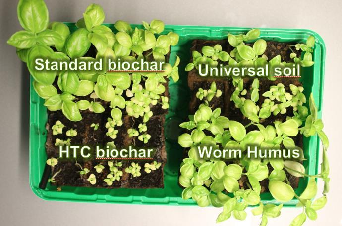 Growth rate pre-test (basil)