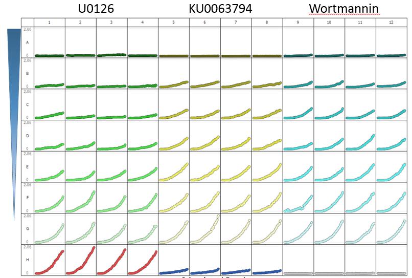 We observed concentrationdependent inhibition of directed cell migration with each of the three inhibitors tested: KU0063794 (Akt pathway), U0126 (MEK/ ERK MAPK pathway), and Wortmannin (PI3K