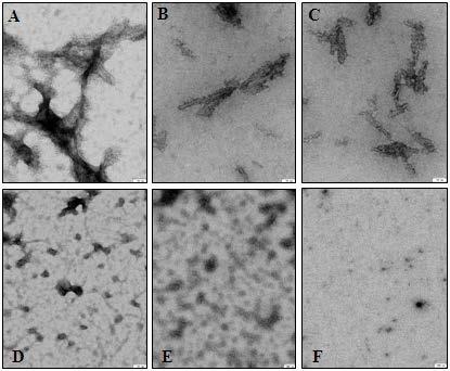 Results Representative electron microscopy images of formed Aβ aggregates.