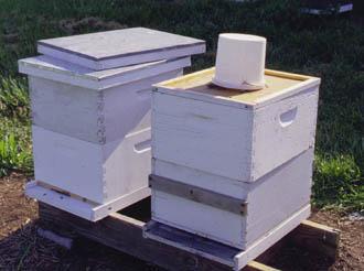 Early Spring Exams are Important Food supply is critical in the spring Most colonies