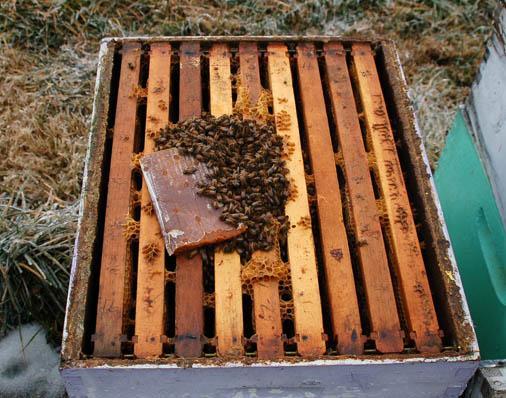 minimum of 3-4 full depth frames of honey Feeding colonies in thespring: Feed 1:1 sugar