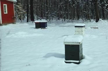 Fall and Winter Management of Honey Bee Colonies 60000 50000 40000 Adult