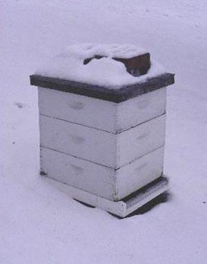 Importance of Good Management in the Fall and Winter Colony survival» mistakes are costly; average losses were 10-20%,