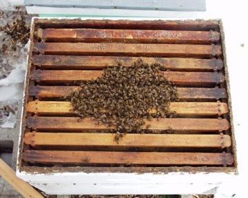 Honey Bee Colony in Winter Adaptations for Survival Store food (honey) Increased lifespan: winter bees live 3-7 months (summer bees live 30-35 days) Suspend