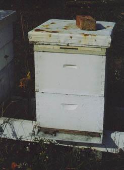 overwintering site protection of individual hives Entrance reducers - good
