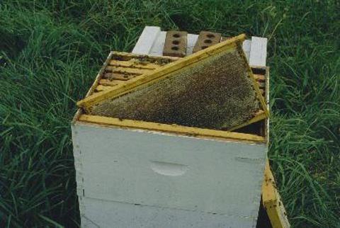 Winter Food Needs Storage of honey in excess of