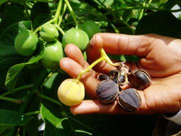 Why Jatropha? Why focus mainly on only Jatropha feedstock in Africa? Why not oil-palm, groundnut, coconut, cassava, canesugar or other high energy crops with economic values common in Africa?