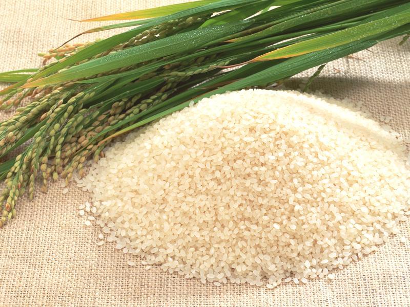 Rice Production and Consumption Trends in the Philippines from 2000 to 2015 Rice Production and Consumption Trends in the Philippines from 2000 to 2015 Benedict A.