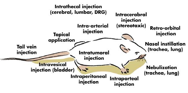 Animal Site of injection Starting conditions Nucleic acid optimisation range Injection volume 0ptimisation range (5% glucose) Mouse Rat IV Tail vein/ retro-orbital IP Intratumoral Subcutaneous (s.