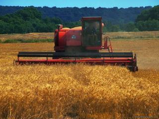 wheat were reduced on 359,5 thousand hectares.