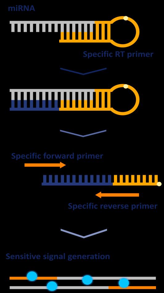 ID3EAL mirna Assay Technology and Principle Re-defining mirna Quantification with Sensitivity, Specificity and Speed Key Benefits Assay Principle Increased Sensitivity Optimized RT-qPCR primers and