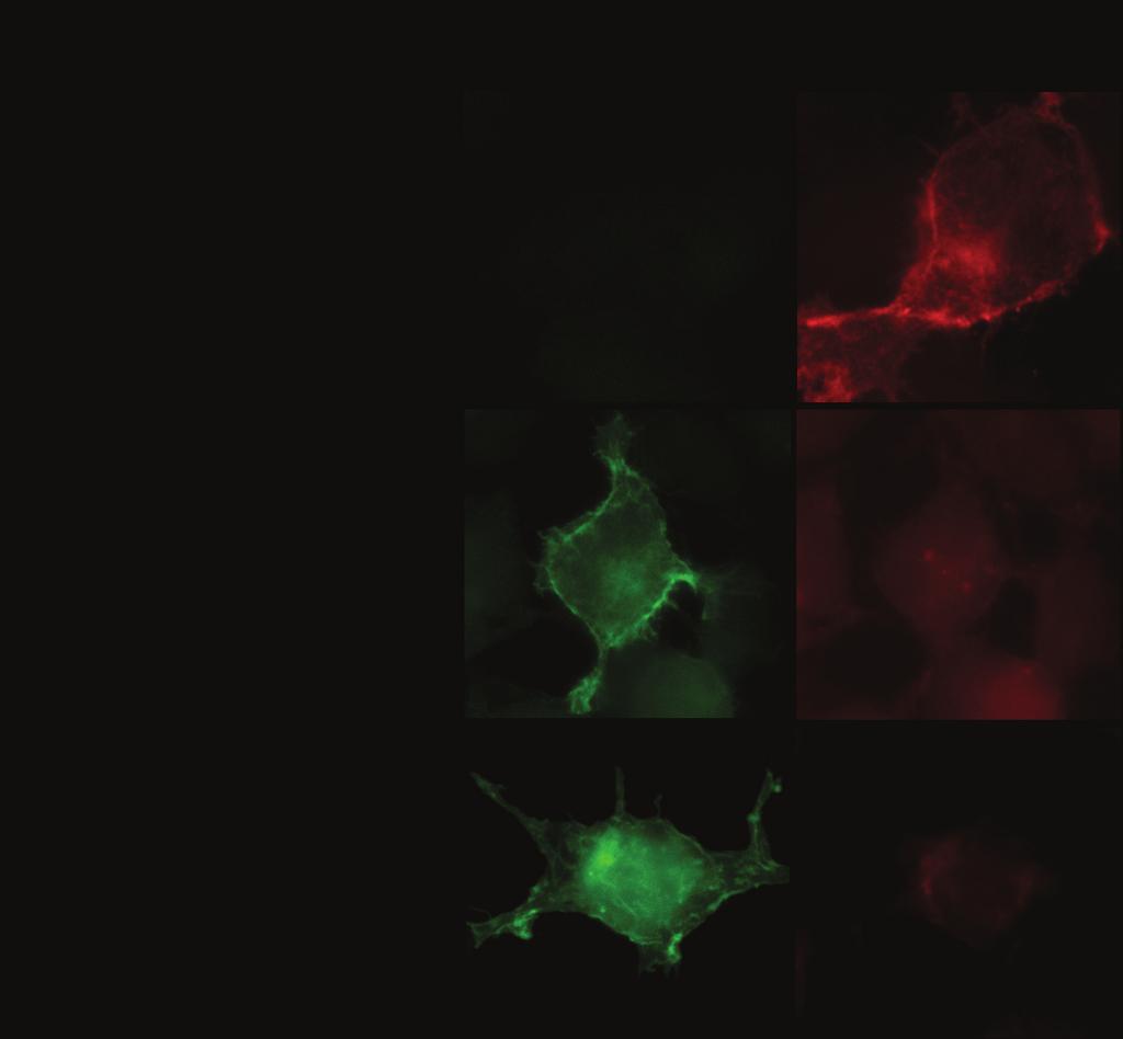 (a) (b) (c) Supplementary Figure S4. Absence of green and red channel interference for single staining of HEK cells expressing H-Ras using anti H-Ras MAb or GFP 1-10 reagent.