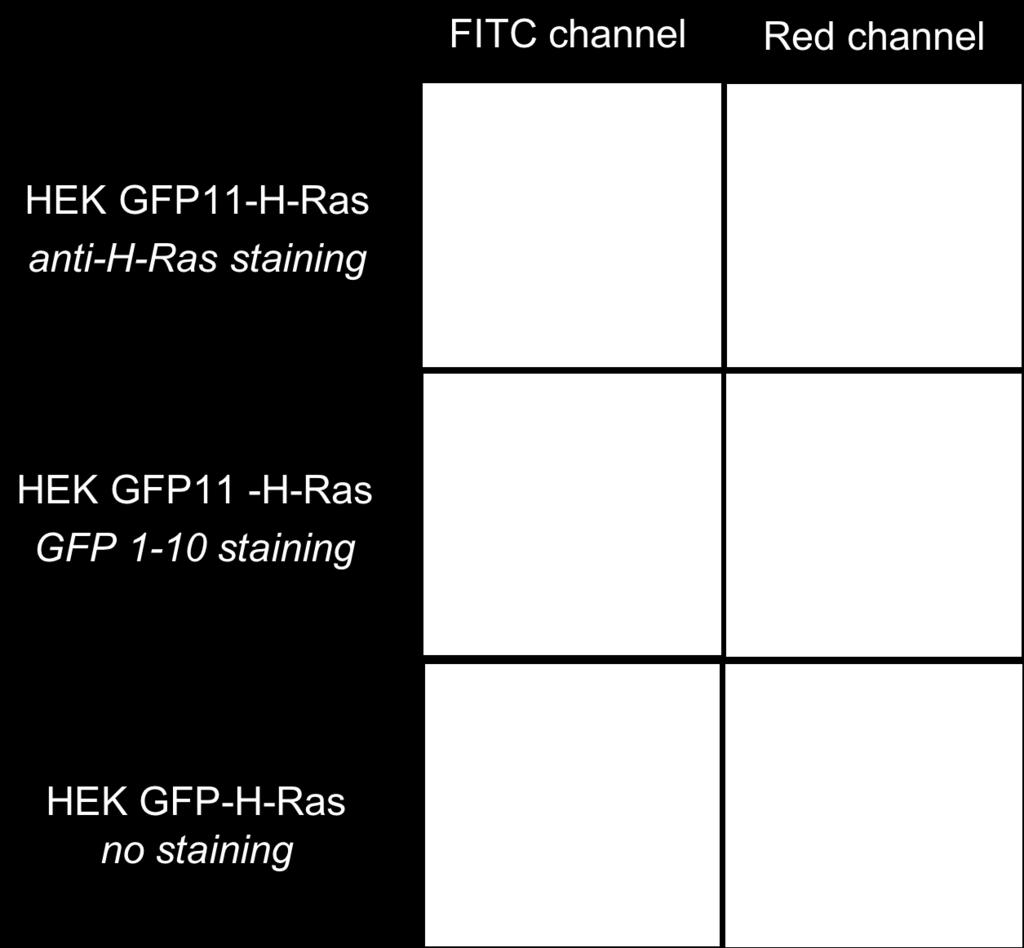 With GFP 1-10 staining, clear membrane localization is revealed in the FITC channel with some background cell fluorescence in the red channel, which is not related to H-Ras