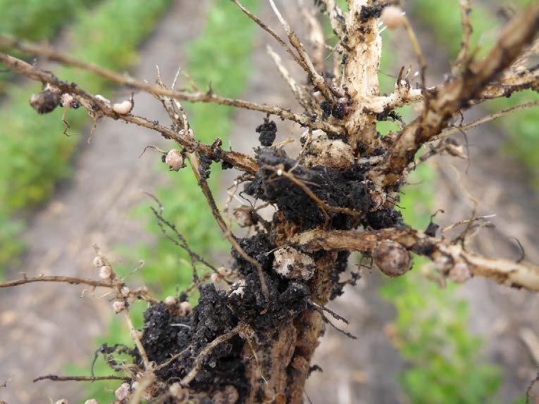 TerraMax inoculant seed treatment Characterize the level of enhanced