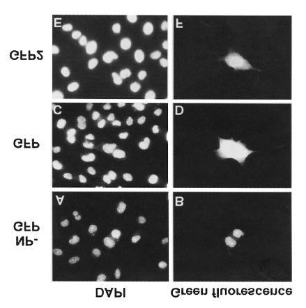 MATERIALS AND METHODS Cell Culture and Transfection HeLa cells (HtTA-1) were grown in Dulbecco s modified Eagle medium (DMEM) containing penicillin G (50 U/mL), streptomycin (50 µg/ml) and 8% fetal