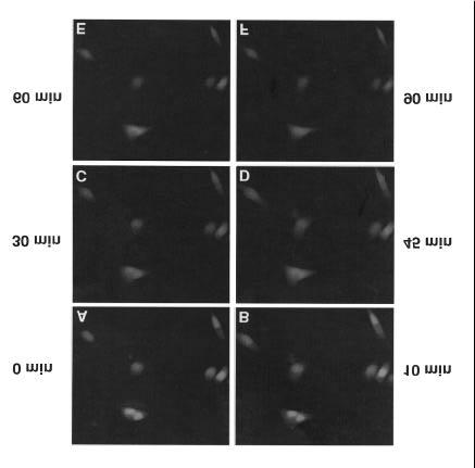 domain. GFP2 contains an in-frame fusion of two copies of GFP with a molecular mass of 54 kda.