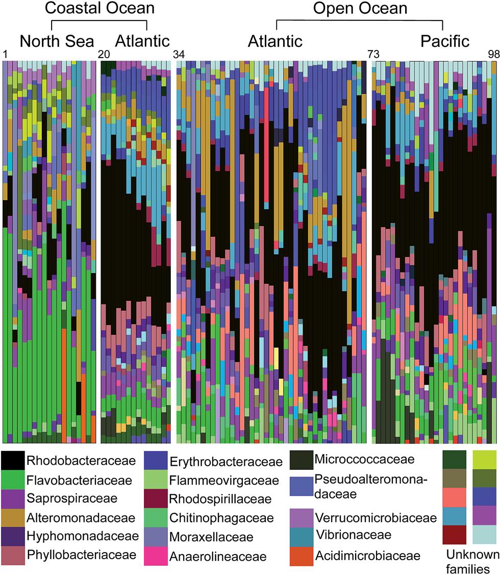 Fig. 6 Overview of the relative abundance and taxonomic breakdown of bacterial families on PE plastic debris sampled in different marine regions.