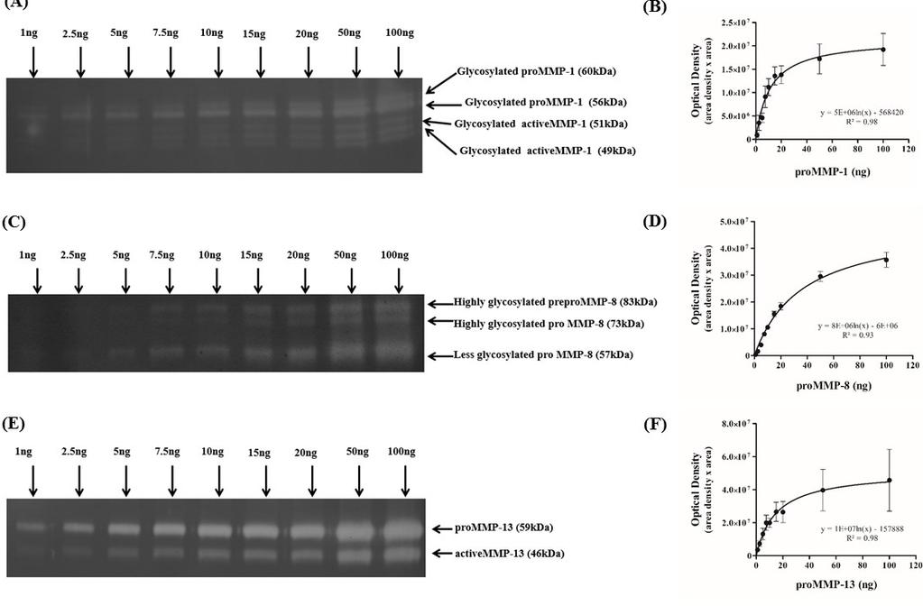 REPORTS A B C D E F Figure 2. Optimization of collagen zymography. Serial dilutions of rh-prommp-1, rh-prommp-8, and rh-prommp-13 were loaded into collagen zymogram gels containing 0.
