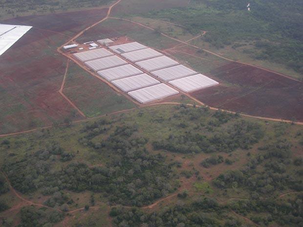 Currently the company is setting up a covered crop farm near Kifangondo, 30 km from Luanda. FG employs 200 people and produces a wide range of vegetable crops.