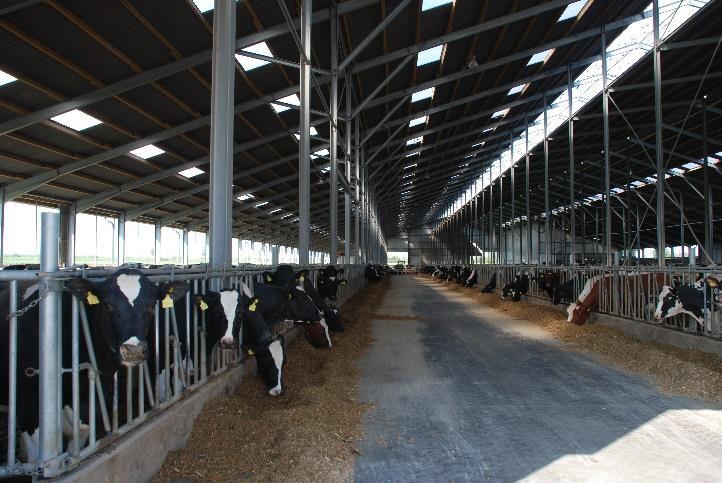 Several projects are underway to set up dairy farms, both large scale and as out-grower programmes. The dairy venture as detailed below is a 1,500 cow dairy farm with milk/cheese plant.