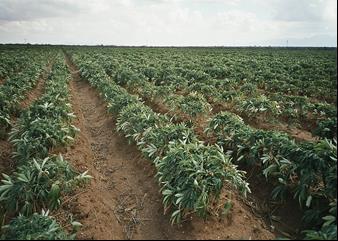 year. To produce this amount of cassava around 3,300 ha of cassava area will be required of which
