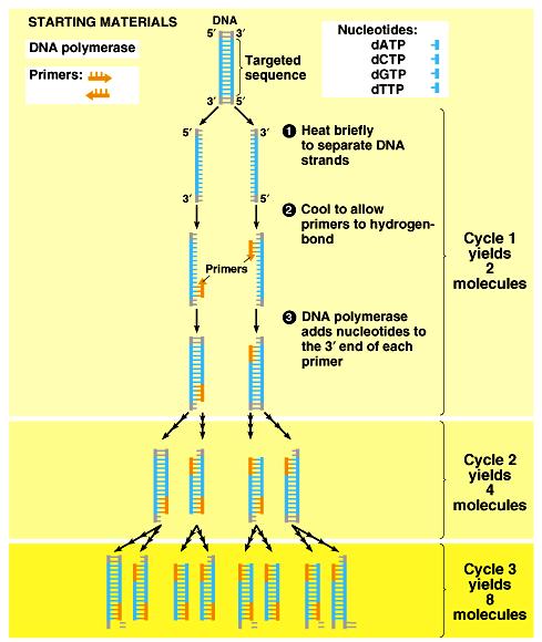 The DNA is incubated in a test tube with special DNA polymerase, a supply