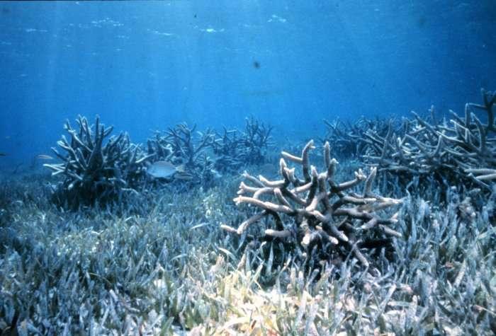 Proposal to update the specific workplan on coral bleaching (appendix 1 of annex I to decision VII/5) Priority Actions to Achieve Aichi Biodiversity Target 10 for Coral Reefs and Closely