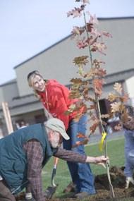STF purchases the trees, which average $12 $15 each, from five California nurseries.