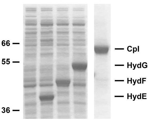 We Developed an in vitro Hydrogenase Maturation Procedure Using Individually Expressed Maturases & Optimized Substrates Used ΔiscR Host