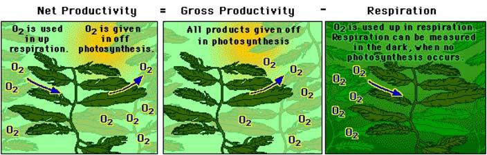 4. Using the diagrams below explain: a. How does putting a sample of pond water and algae/freshwater plants in the light enable us to measure gross productivity? b. How does putting a sample of pond water and algae/freshwater plants in the dark enable us to measure respiration?