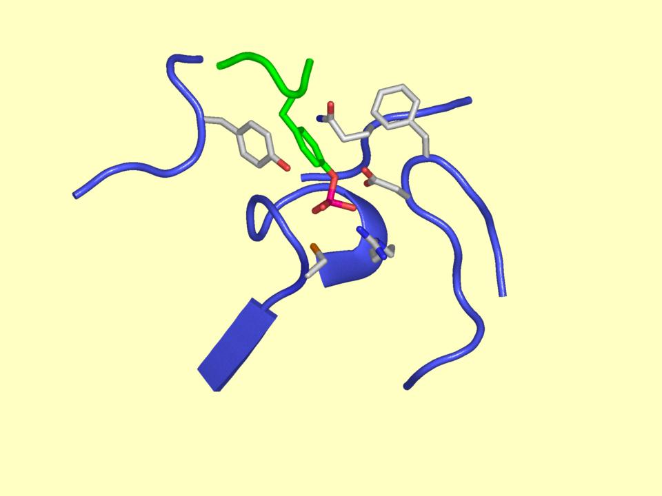 The architecture of the PTP1B active site Phosphotyrosine (Substrate) Gln262 Phe180 Q-loop ptyr-loop Tyr46 Asp181