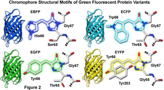Fluorescent proteins Trp67 His67 Tyr67 Tyr67