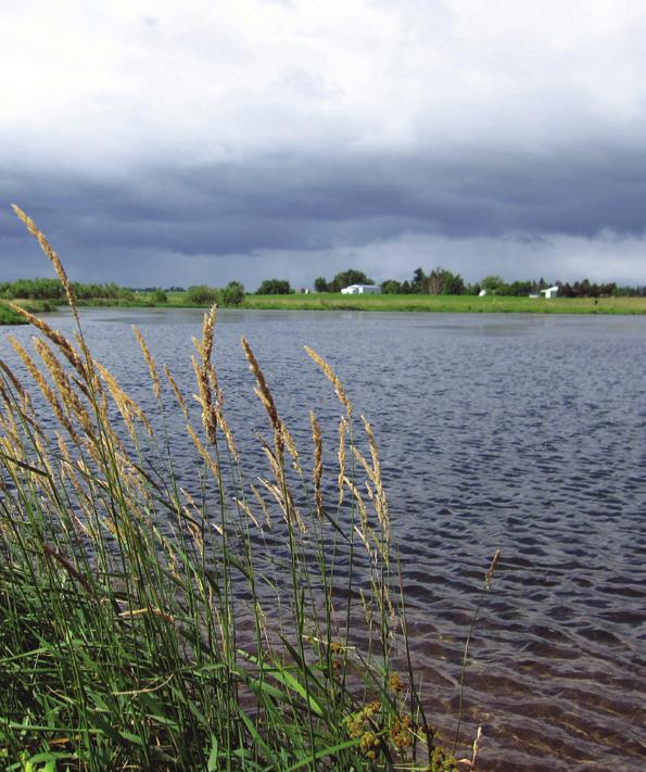 The Natural Resources Conservation Service designed water treatment wetlands to treat effluent from agricultural drainage systems in a shallow vegetated pool.
