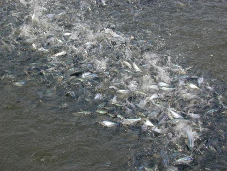 can utilize plant protein- (tilapia, pangas, many carps,..).