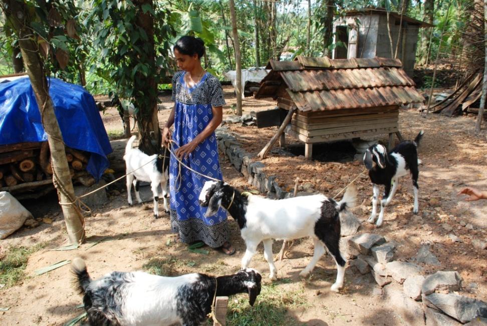 Smallholders/women About 600-700 million smallholders raise small numbers of livestock on crop residues, left overs, in interstitial spaces (along road