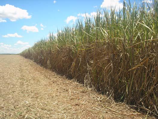 MOLASSES STRAW: includes sugar cane