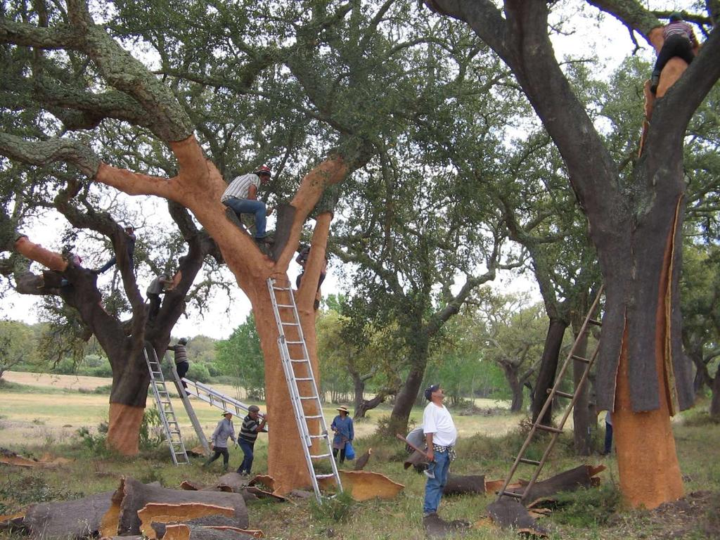 1985 The research area spreads to the cork oak ecosystem Industry driver