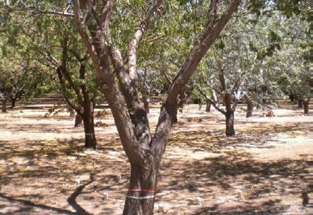 PLANT WATER STATUS 1.0 Practice: Evaluate orchard water status using visual plant cues just prior to irrigation or on a biweekly basis. Figure 1.
