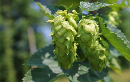 Growing Hops in the South Atlantic: The Basics Laura Siegle Agriculture and Natural Resources Extension