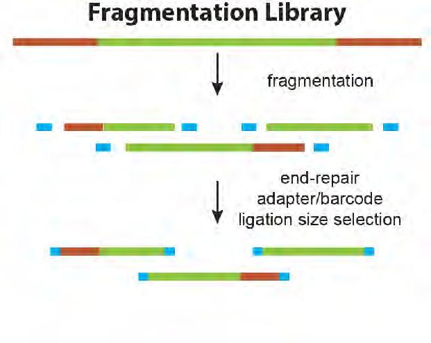 Library preparation Adaptor ligation needed for