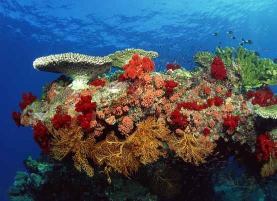 Comstock / Thinkstock Annex to decision XII/23 of the Conference of the Parties to the Convention on Biological Diversity Priority actions to achieve aichi biodiversity target 10 for coral reefs and