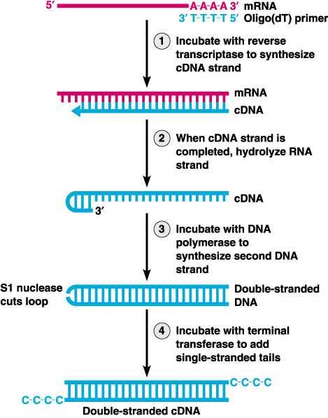 Reverse transcription (mrna -> cdna) Most RNA-seq involves large populations of cells (10 6-7) Most RNA-seq involves